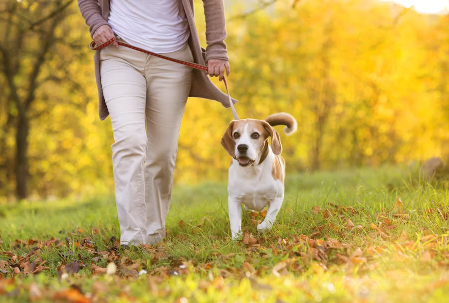 Making your Pet's Comfort the Priority